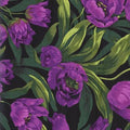 Baby Tulips CX2488 Purple D