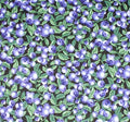 Blueberries B300 Black
