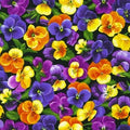Brightly So Flowerhouse Pansies FLH 21170 2 Black