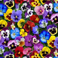 Colorful Pansies 475 multi