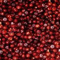 Cranberries the Elk Gathering CTN TRO1413