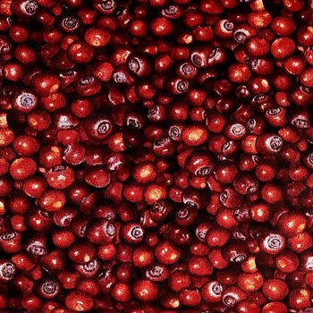 Cranberries the Elk Gathering CTN TRO1413