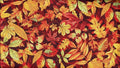 Fall Colors Leaves 94079 385