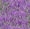 Landscape Medley ES572 Lavender