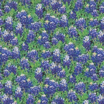 Lavender This and That I 27238 X lavender