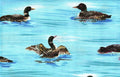 Loons DC4047