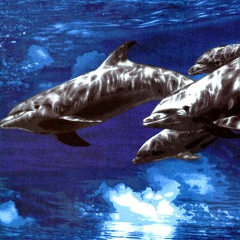 Ocean Adventure Dolphins 1061