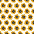 Show Me The Honey Sunflowers 1340 01 White