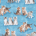 Unleashed Kittens and Cats 35557 2 Blue