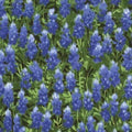 Wildflowers IV Floral Bluebonnets Light Blue 32366 1