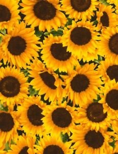 You are my Sunshine Packed Bright Sunflowers  Gail C5253 Black