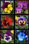ES-Lovely Pansies 474 Pansies Panel - Black